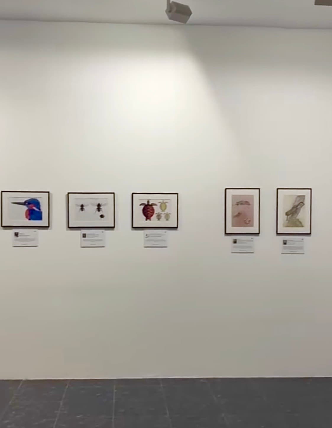 Exposición — Camaleón chipionero